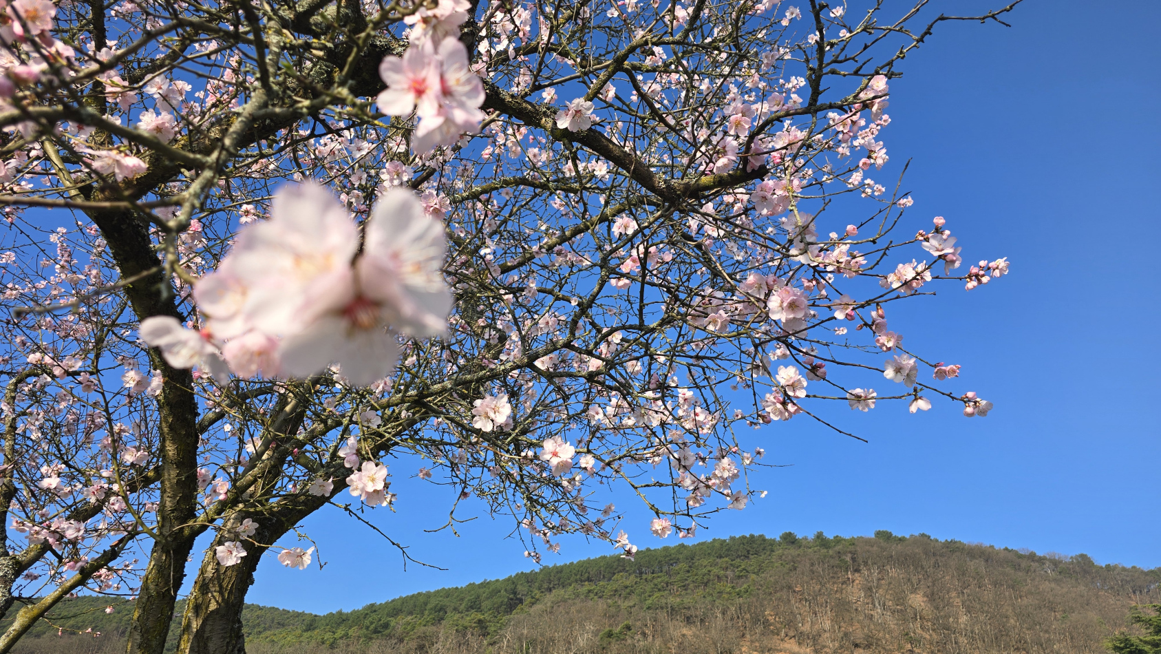 Frühlingserwachen in Gimmeldingen – Mandelblüte in voller Pracht